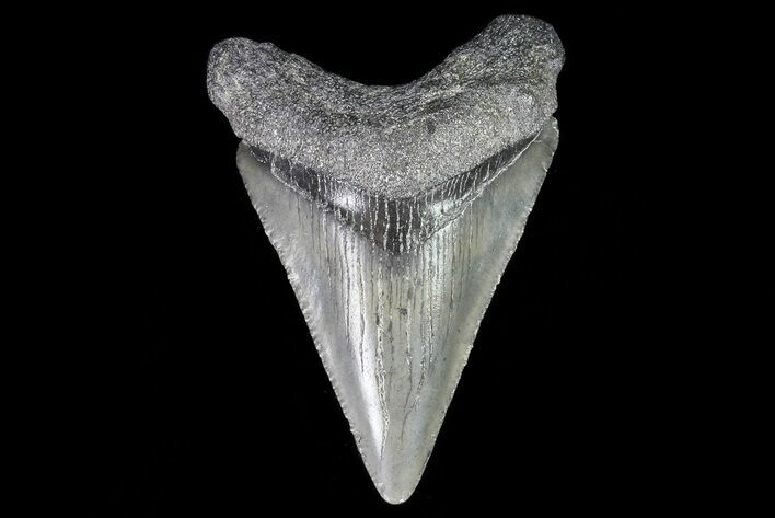 Juvenile Megalodon Tooth - Georgia #75408
